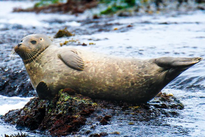 A seal sitting on rocks